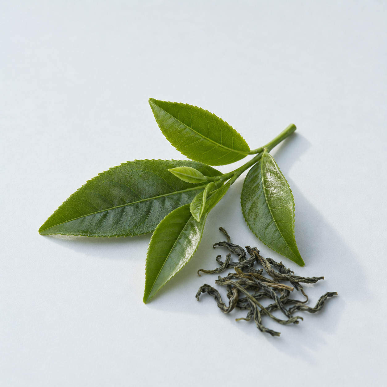 Sunphenon™ green tea extract in CLUTCH Mindset for calm, caffeine-free focus