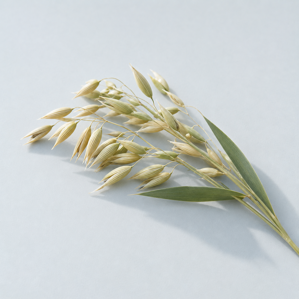 Neuravena® green oat in CLUTCH Mindset for focus, attention and cognitive performance